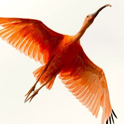 Low angle view of a bird flying