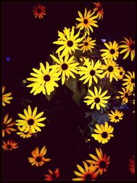 Close-up of yellow flowers