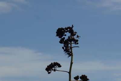 Low angle view of flower tree against sky