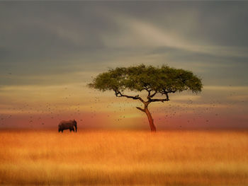 Scenic view of tree on field against sky during sunset