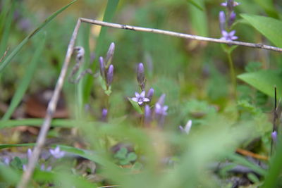 Close-up of purple flowers