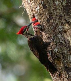 Woodpecker with young animals perching on tree trunk