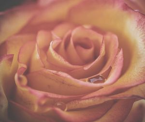 Close-up of pink rose