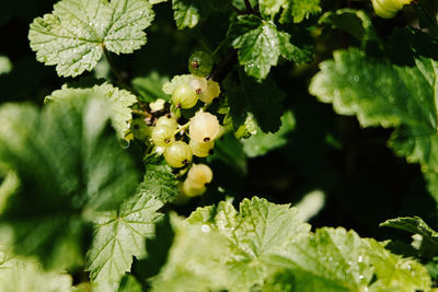 Close-up of yellow flowering plant