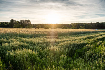 Scenic view of field against sky