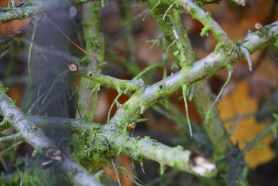 Close-up of plant against blurred background