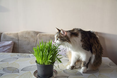 Closeup of a sweet domestic cat chewing cat grass from a pot on a table in a room.