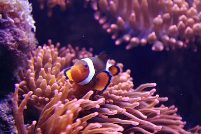 Close-up of fish swimming in sea