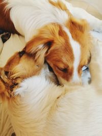 Close-up of dog sleeping