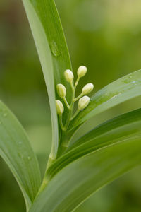 Close-up of green plant