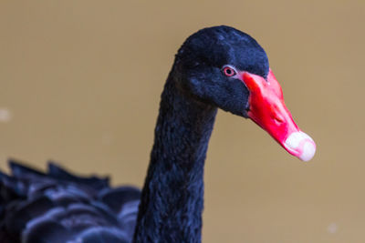 Close-up of swan