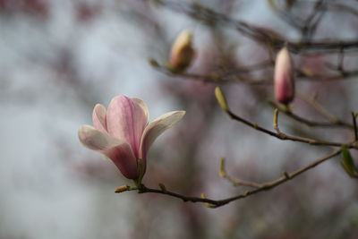 Close-up of pink flower tree