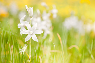 Close-up of white flowers