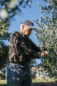 Senior man picking olives from tree