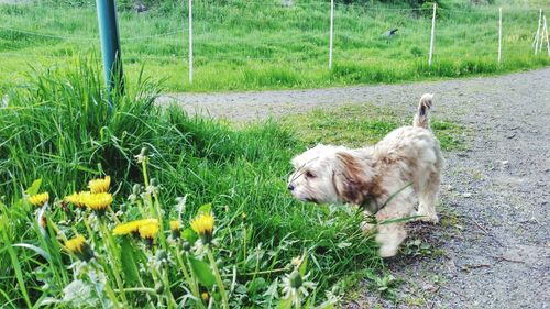 Dog on grass