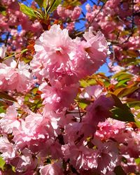 Close-up of pink cherry blossoms in spring