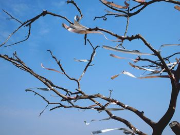 Low angle view of bird perching on bare tree against sky