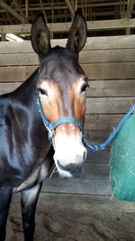 Close-up of horse