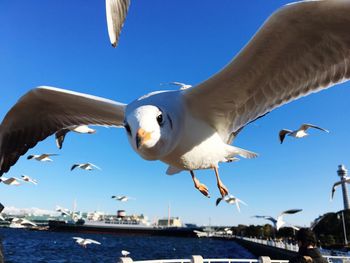 Seagulls flying over sea against clear blue sky