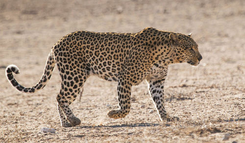 Leopard standing on field