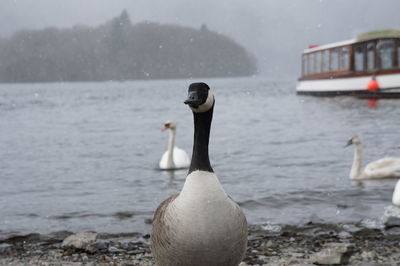 Close-up of canada goose on shore at beach