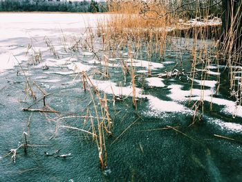 Reflection of trees in water