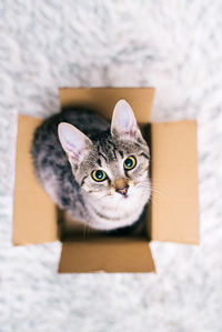 Directly above portrait of cat sitting in cardboard box at home