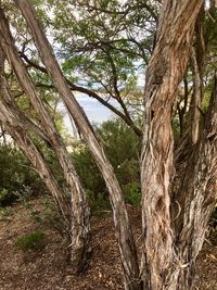 View of trees in forest