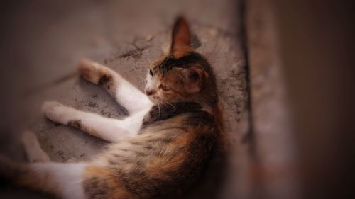 Close-up of a cat sleeping