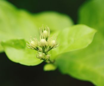 Close-up of flowering plant