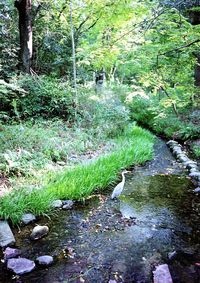Stream in forest
