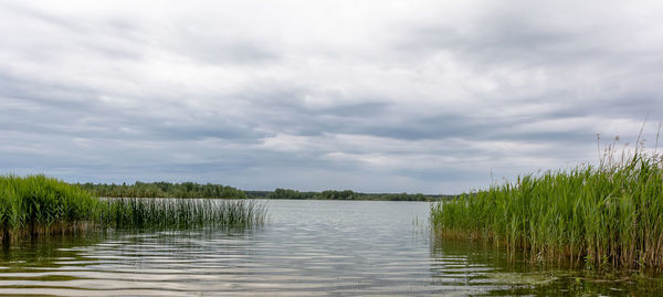 Calm latvia lake summer view with reflection of clouds and reeds on water surface