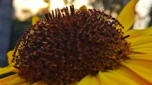 Close-up of bee on sunflower