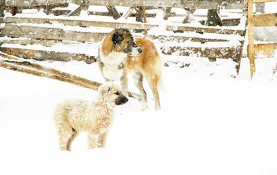 Dog standing on snow covered landscape