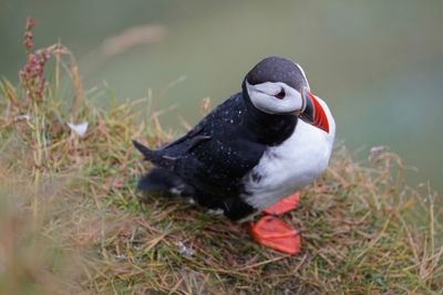 Close-up of bird perching on grass