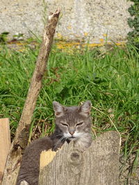 Portrait of cat sitting on grass