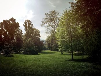 Trees on field against sky