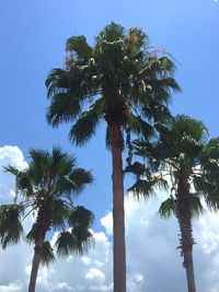 Low angle view of palm trees against blue sky