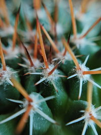 Close-up of succulent plant