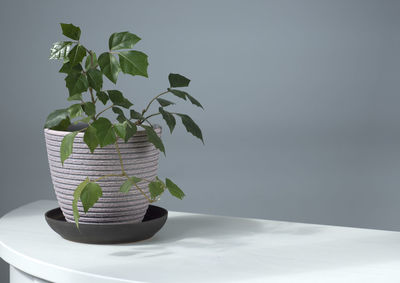 Close-up of potted plant on table against wall