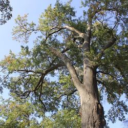 Low angle view of tree