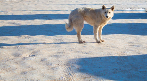 Dog standing on street