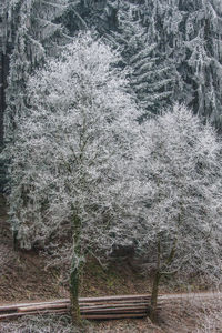 Close-up of tree