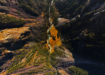 Road amidst trees in forest