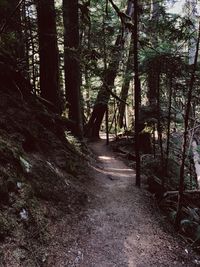 Trees in forest