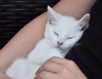 Close-up of hand holding white cat