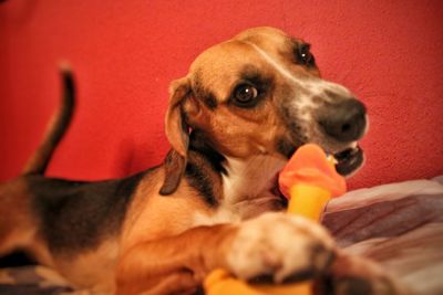 Close-up portrait of a dog