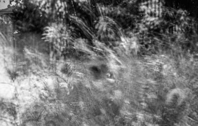 Full frame shot of trees in forest