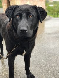 Portrait of black dog standing outdoors