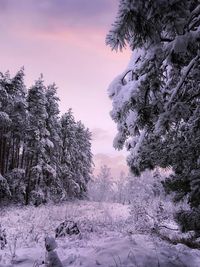 Snow covered pine trees against sky during sunset